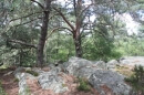 forêt des 3 Pignons et GR11